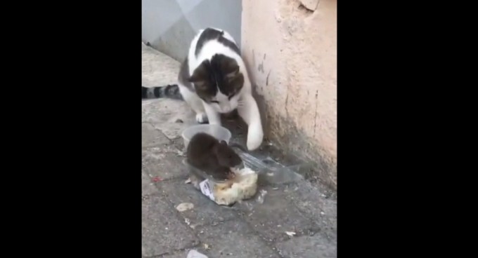 Qizlar hushidan ketishdi va ular sikishadi