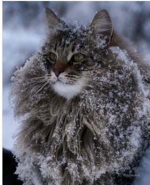 Jinsiy aloqadan keyin sunnat qilingan mushuk suratlari fotosuratlari Jinsiy aloqadan keyin sunnat qilingan mushuk suratlari fotosuratlari