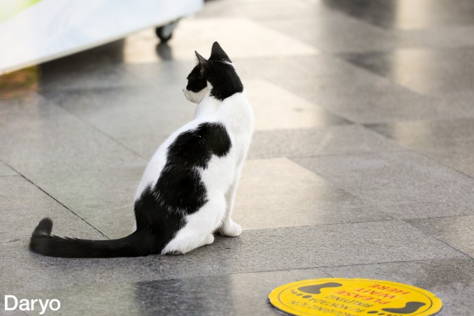 Katta mushuk qidirmoqda Katta mushuk qidirmoqda