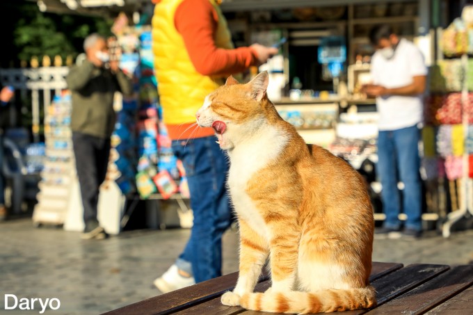 Haqiqiy porno rasmlar