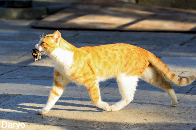 Katta sikli fohishalar suratlari