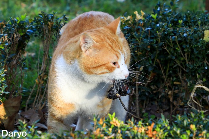 Yoshlar bilan qattiq jinsiy aloqani onlayn tomosha qiling.