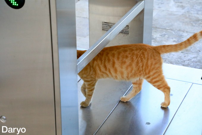 Hayajonlangan ayol bilan jinsiy aloqa