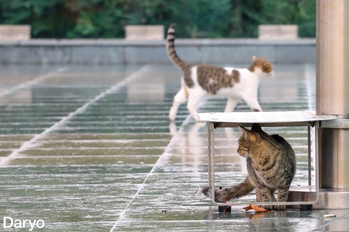 Amsterdam porno teatri Casa Rosso fotosurati