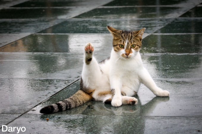 Tukli mushukning yaqin plandagi fotosuratlari