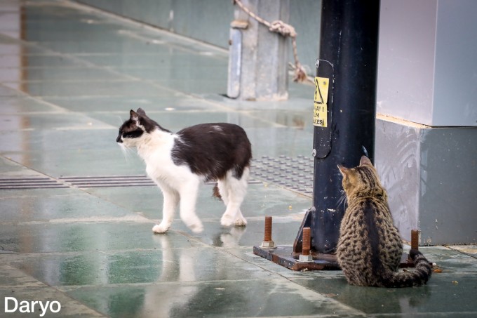 Sex NTV ni onlayn tomosha qiling Ajoyib katta eshak bilan porno