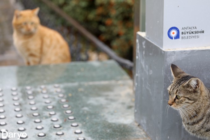 Keksa pissers porno onlayn