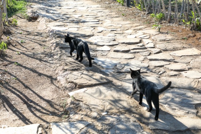Katya Sambuka, jinsiy aloqa boyicha jahon rekordchisi