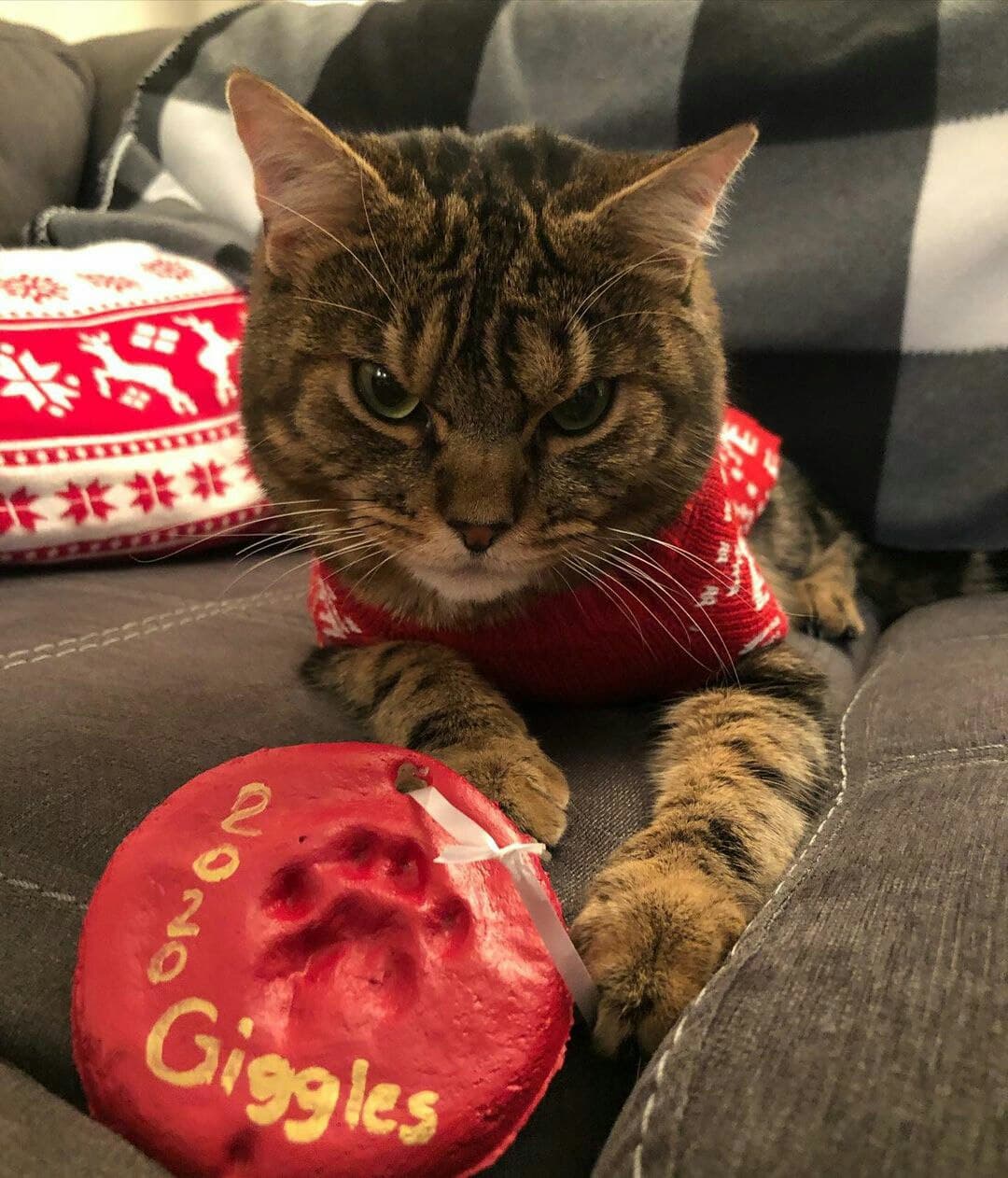 Dunyodagi eng noodatiy mushuklar (foto va videolar) Dunyodagi eng noodatiy mushuklar (foto va videolar)