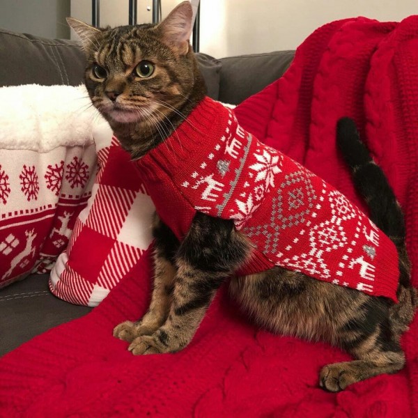 Paypoq va taytlar seks video porno