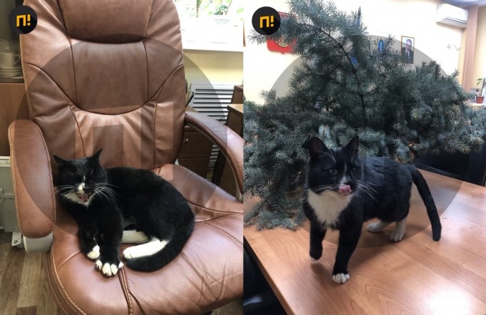 Videoda men adyolni kotarib, onamning mushukini korganimni korsatdi.