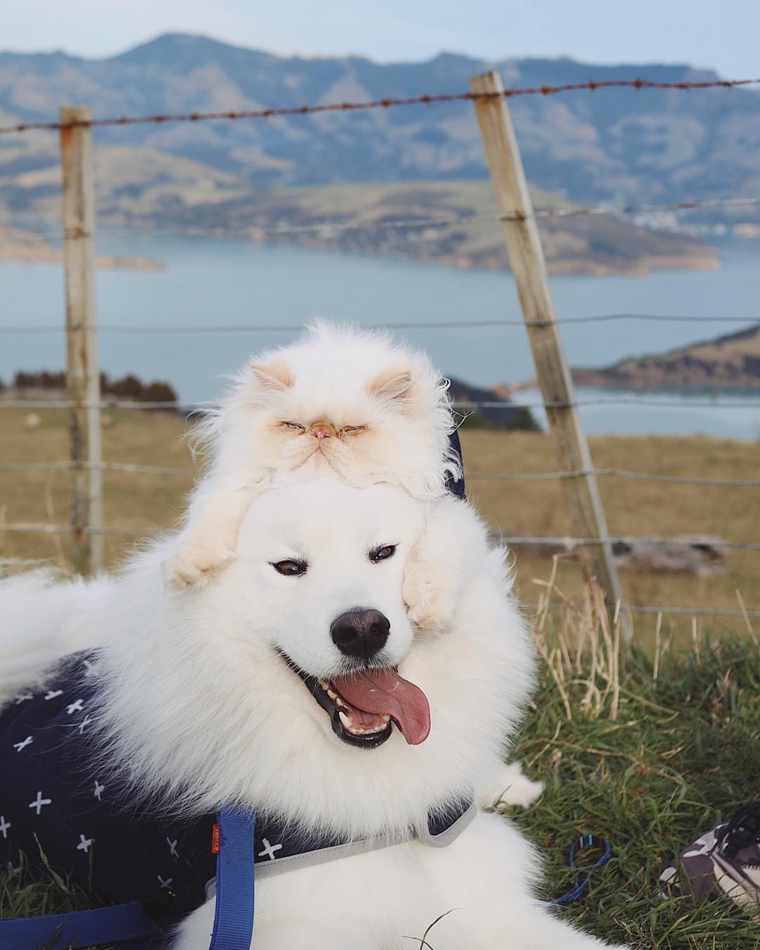 Yosh qoshni bilan rus jinsiy aloqasini tomosha qiling