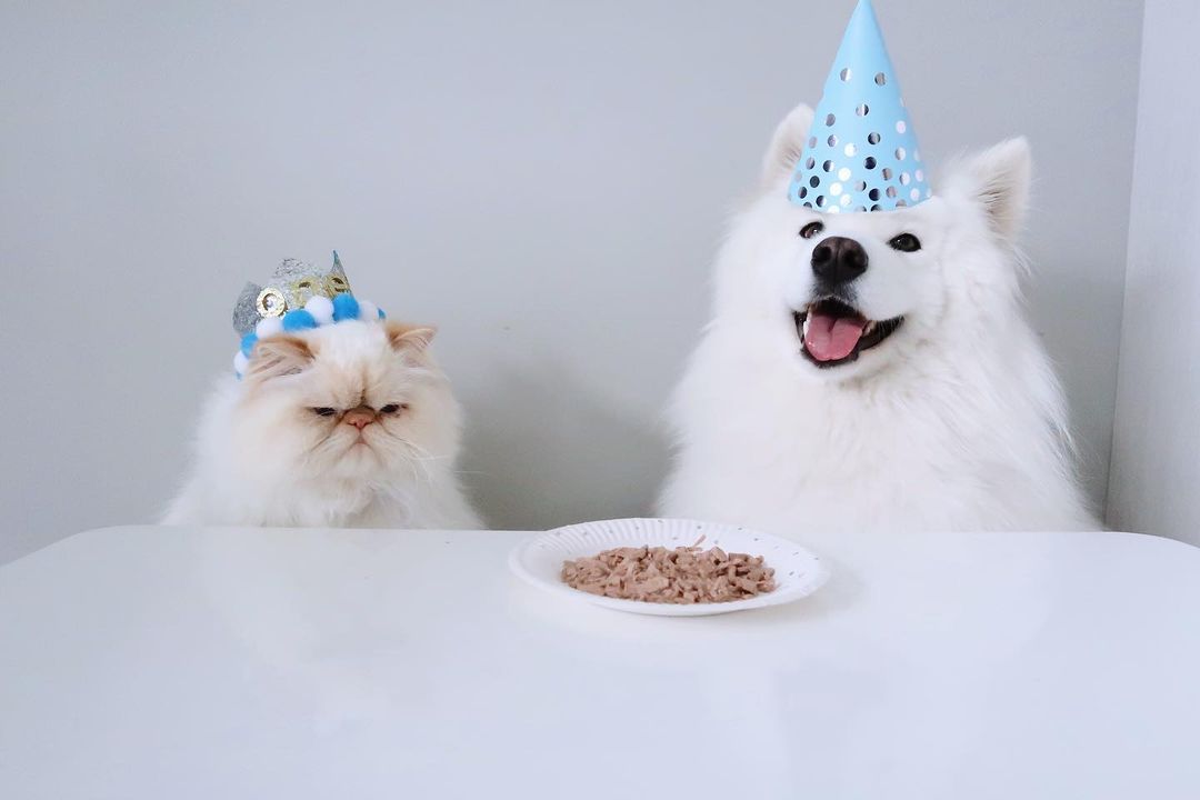 50 yoshdan oshgan mushukcha it uslubi fotosurati