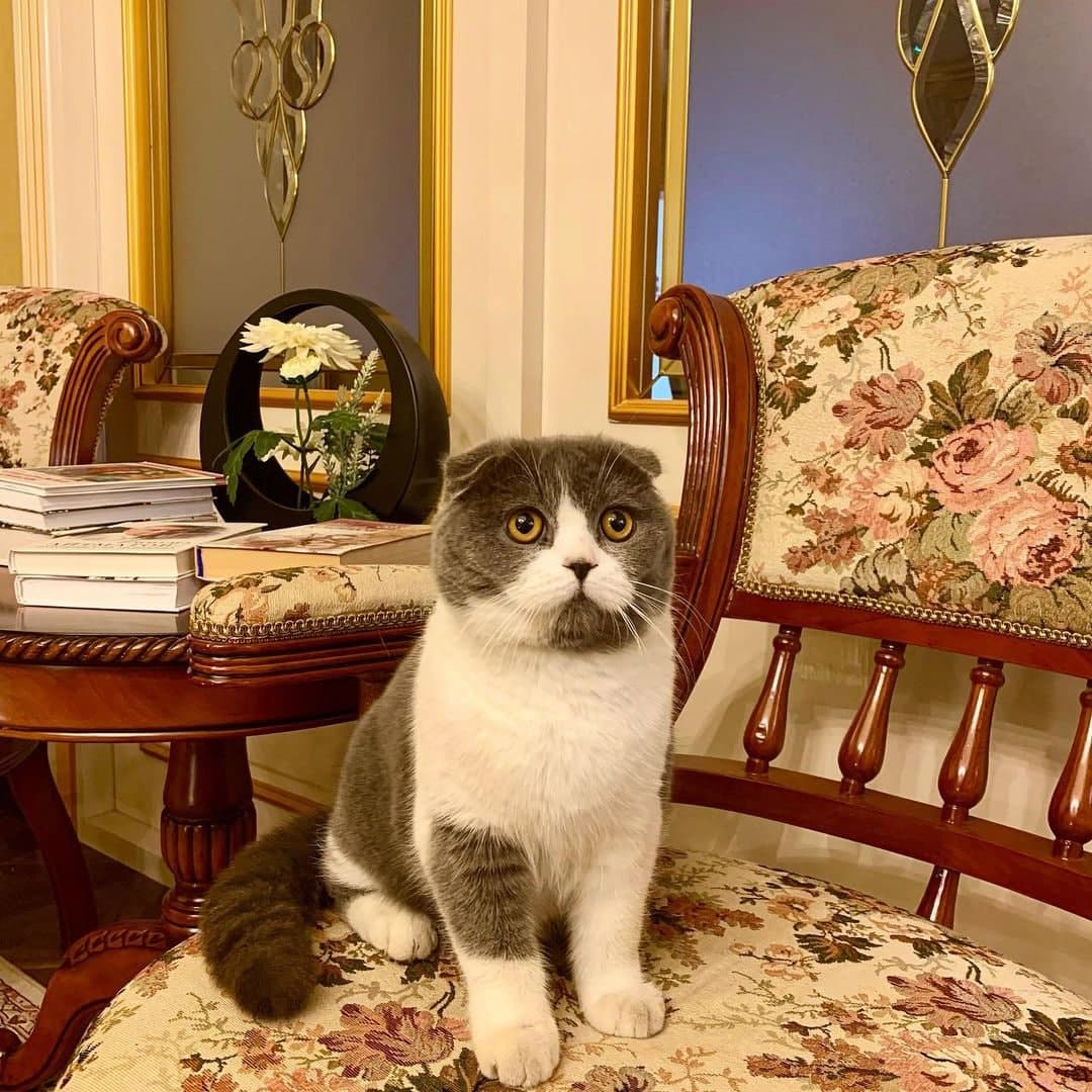 Milky Chinese Tits ni onlayn tomosha qiling