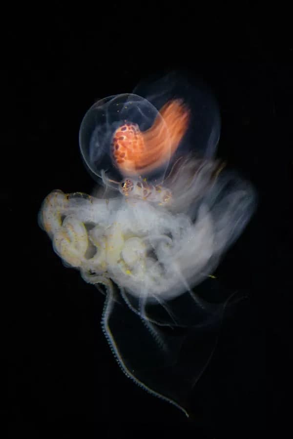 Katta xorozlar va yosh qizlar bilan porno