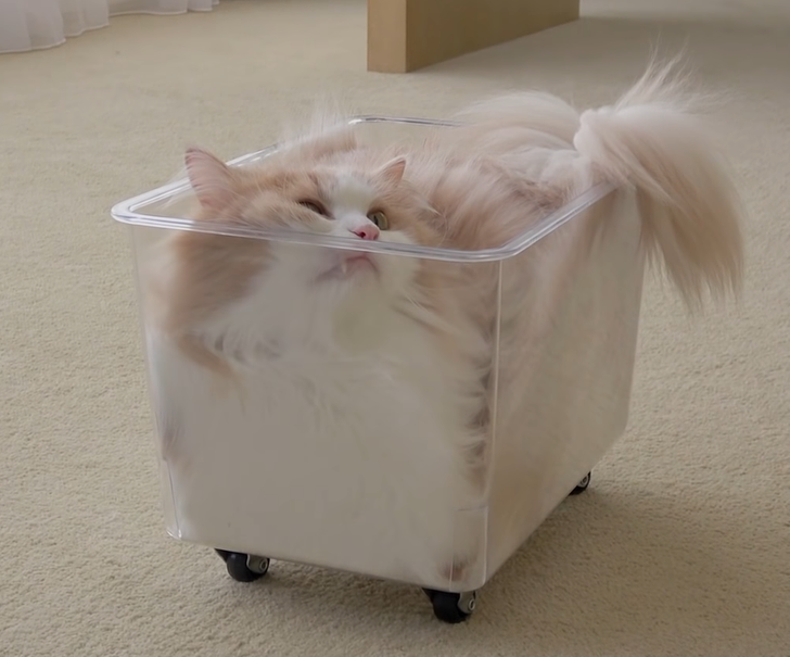 Transeksüel jinsiy porno gif