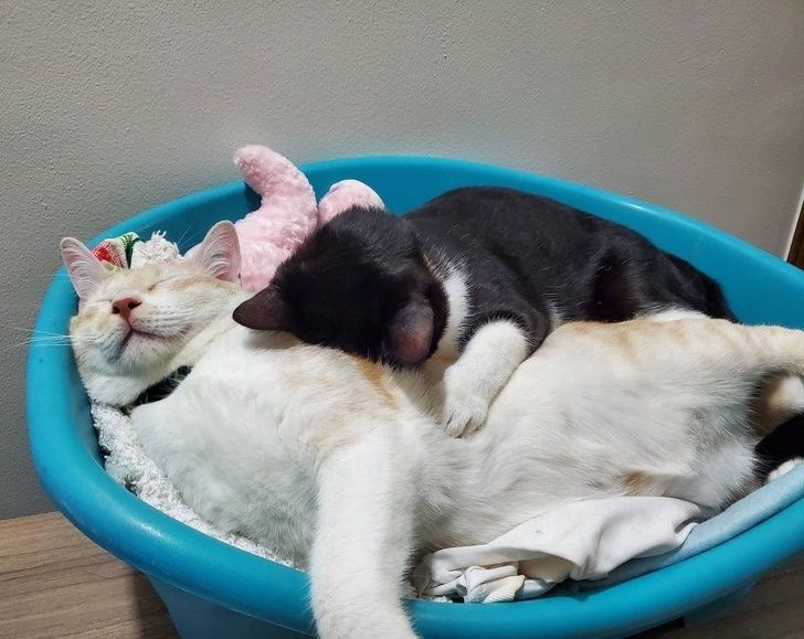 Mushuk kompilyatsiyalaridagi sperma bilan porno