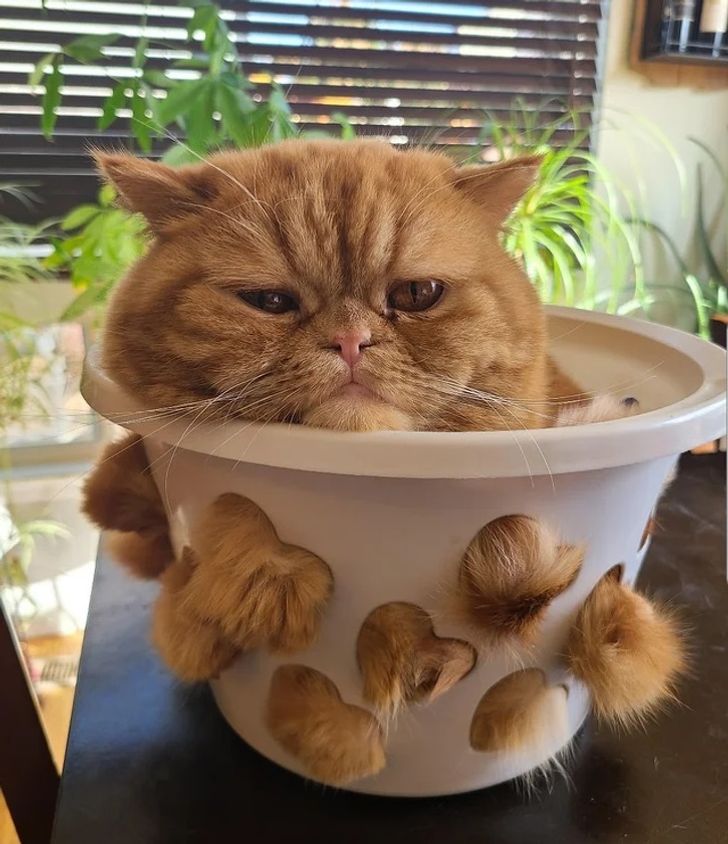 Rossiyalik mashhur seks rassomlari Anna Semenovich Onanizm kompilyatsiya dan erkak orgazm