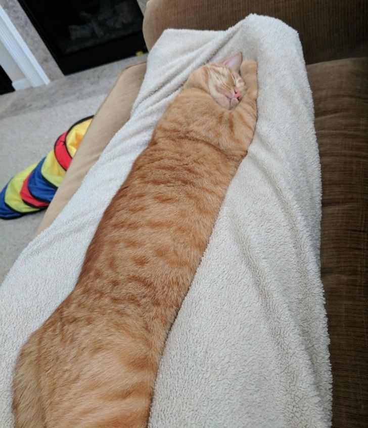 Dafn marosimida jinsiy aloqa video