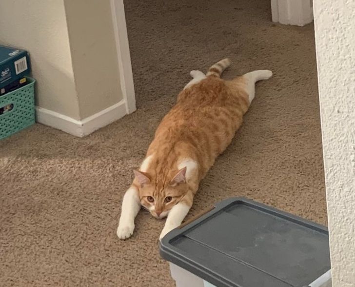 Chiziqlardagi yalangoch ayollar siluetlari