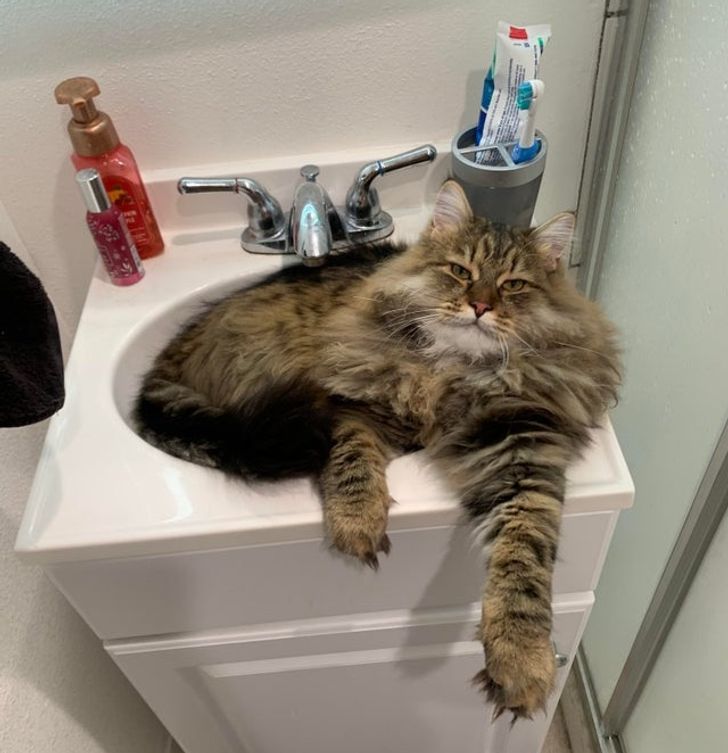 Yalangoch mushuk foto tukli