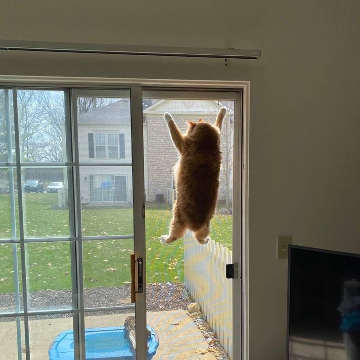 Chiroyli mushuklarning yaqindan olingan fotosuratlari