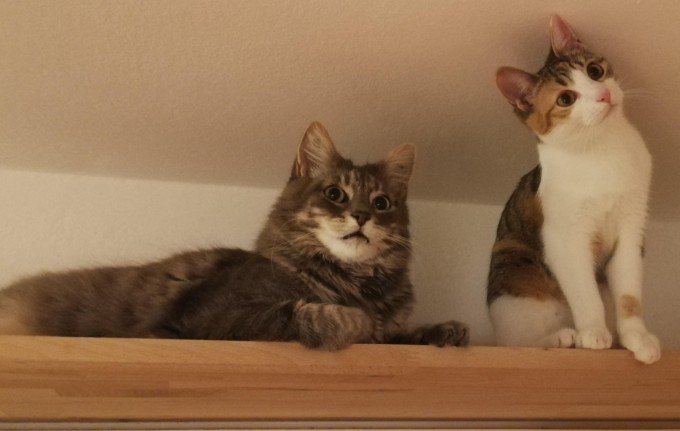 sissy trening rus foto Rus havaskor porno