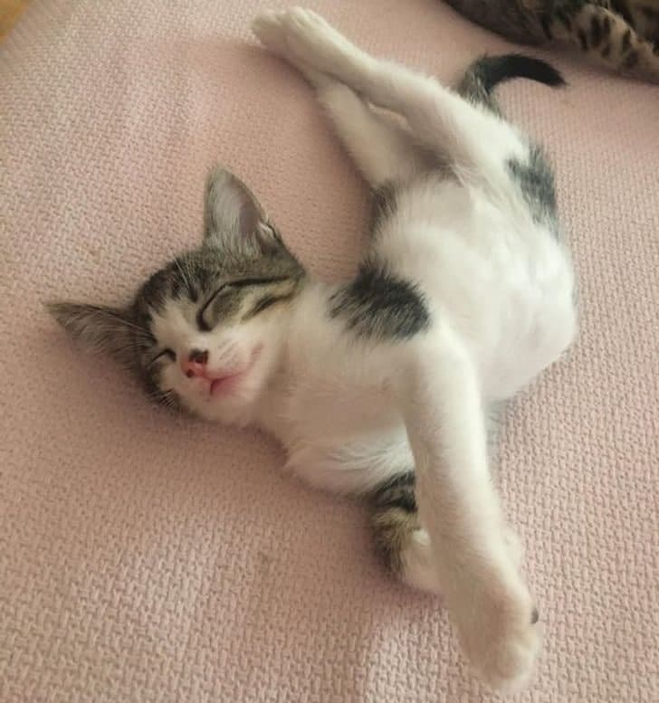 Porno dildo katta anal