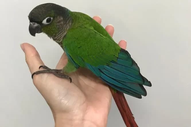 Meni sik, meni sik, rus porno Chiroyli yalangoch shirinliklar