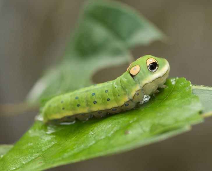 Lezbiyenlarning mushuklarini ishqalayotgani aks etgan onlayn porno tomosha qiling