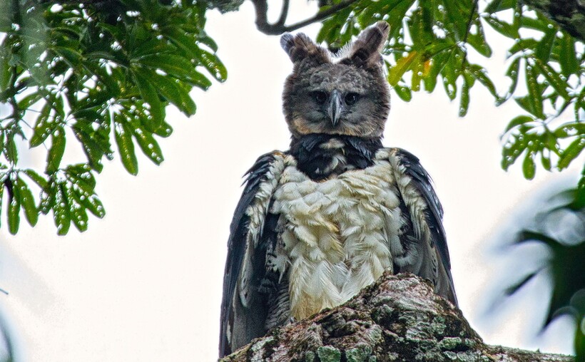 Resident Evil 5 jinsiy aloqa rejimi Rus porno tarmogi Ferro