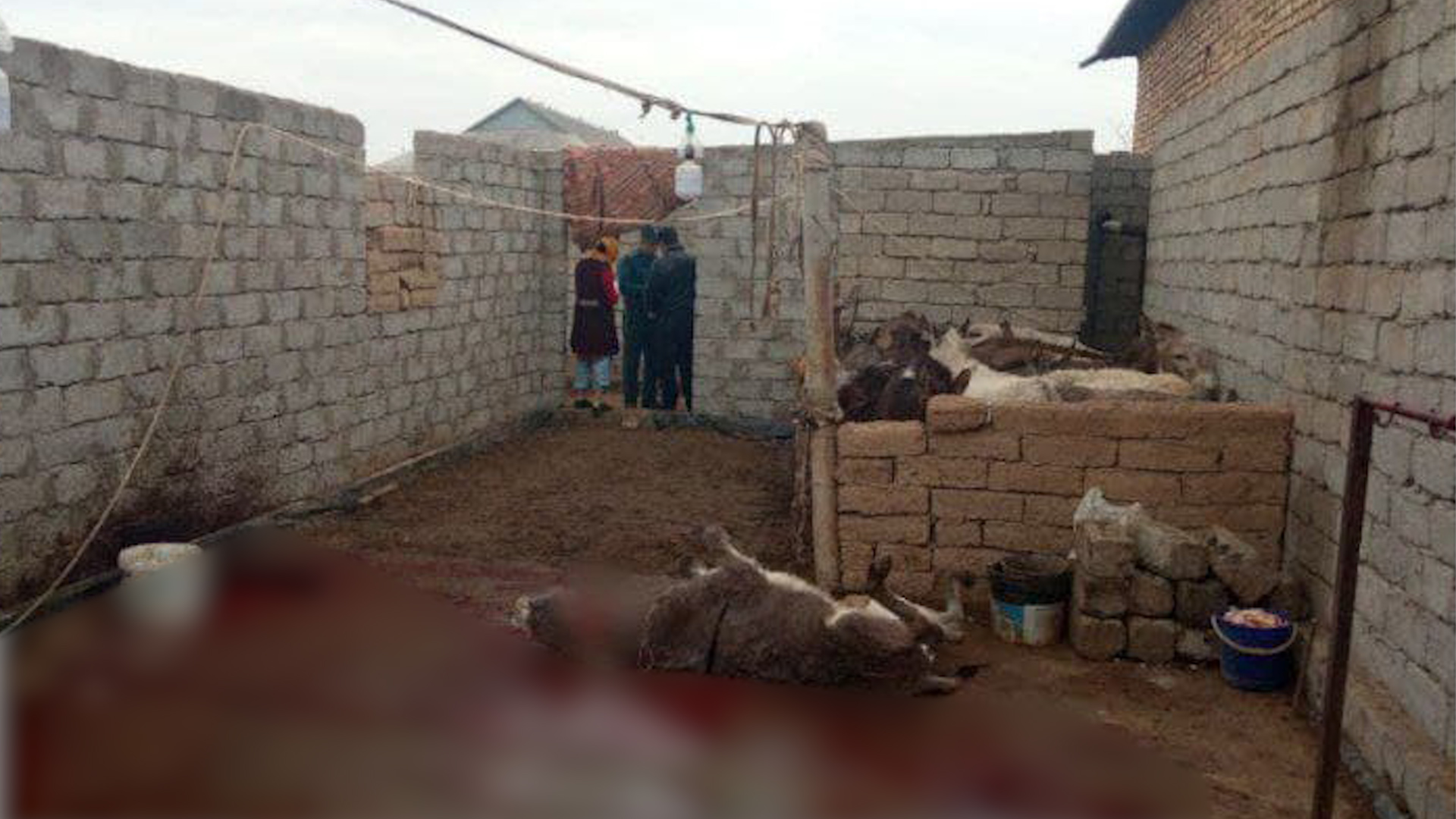 Bir mast uxlab yotgan qiz uning mushuk cummed bor