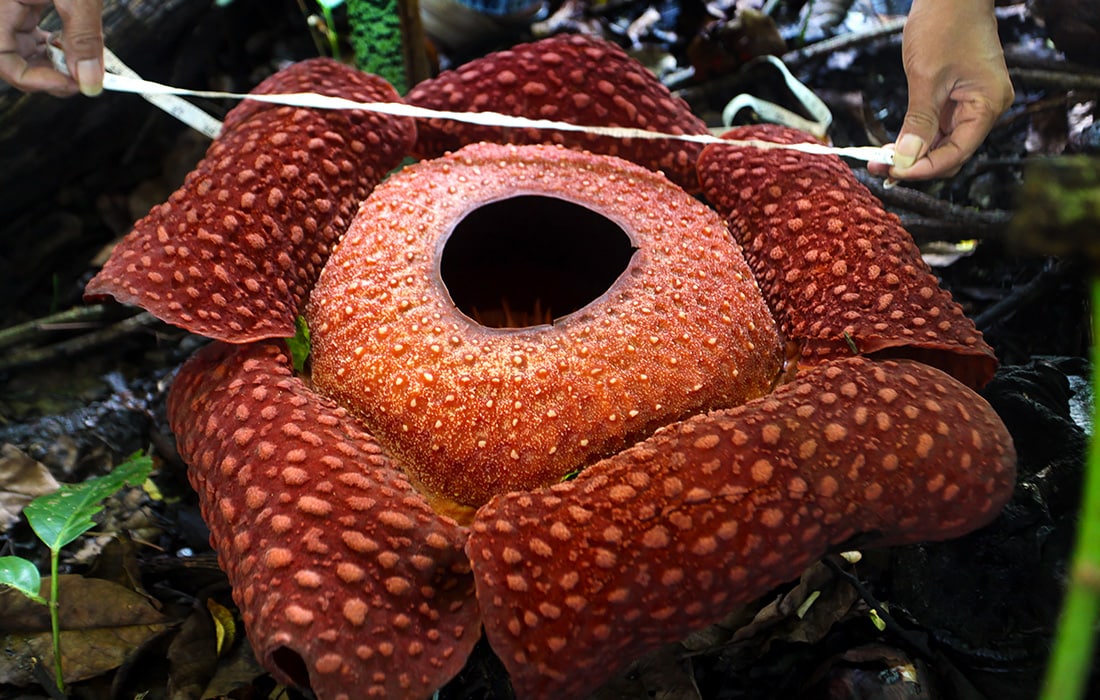 Elza ishtirokidagi Fairy Tail porno videosi