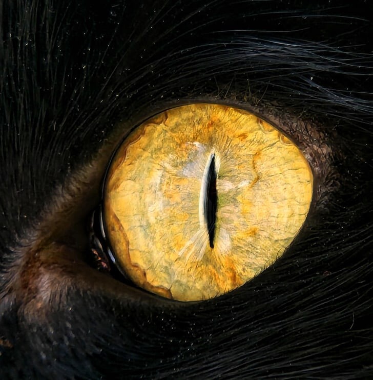 Aqldan ozgan sutni oziqlantirishni tomosha qiling