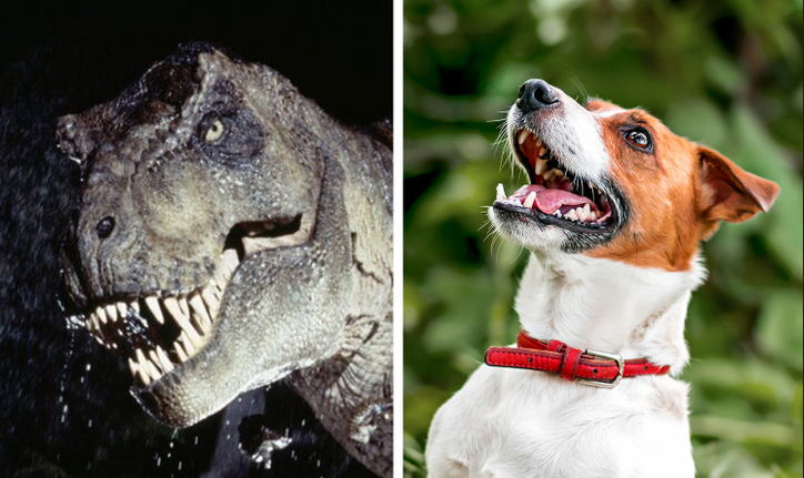 Keng son, qalin oyoq va tor bel bilan yalangoch qizlar